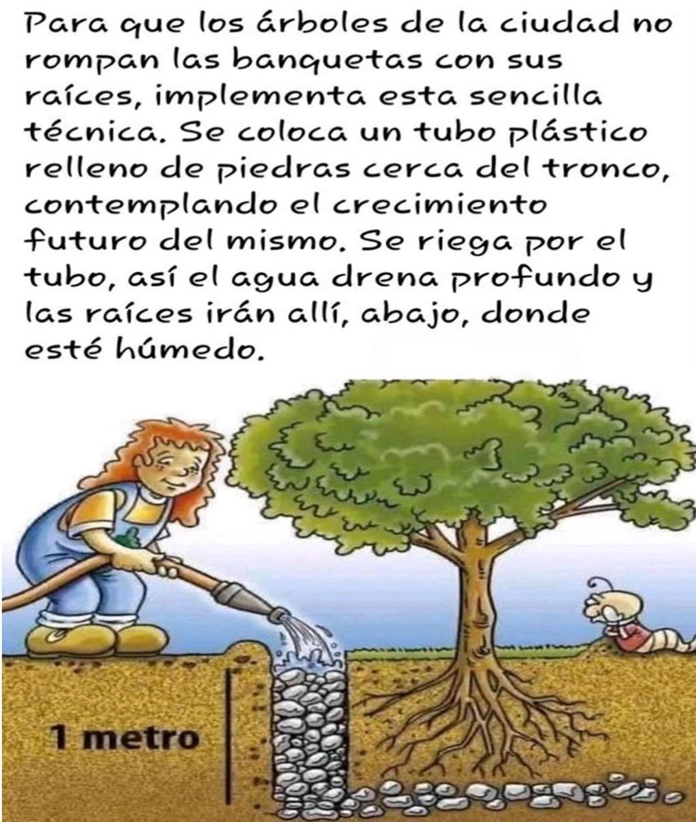🌳💧 ¡Evita que los árboles generen daños con sus raíces! 🌳💧

¿Sabías que una simple técnica puede guiar las raíces hacia abajo y evitar daños en las calles? Solo necesitas:

✅ Colocar un tubo relleno de piedras cerca del tronco (¡considera el crecimiento del árbol!).  
✅