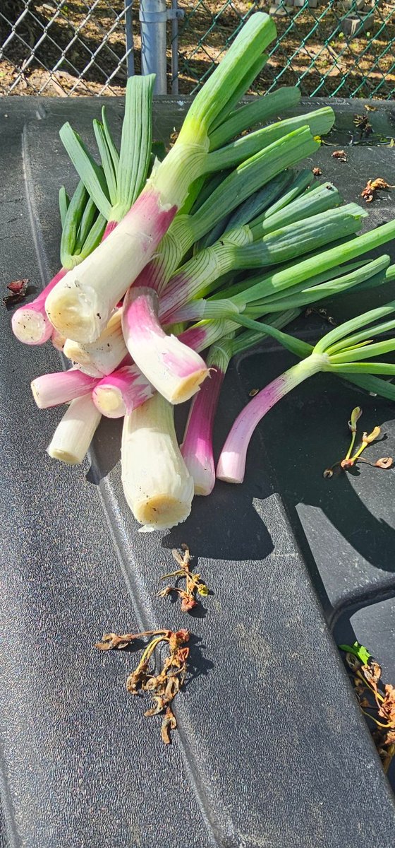Crappies and spring onions planted last fall. Love spring in NE Ohio!
