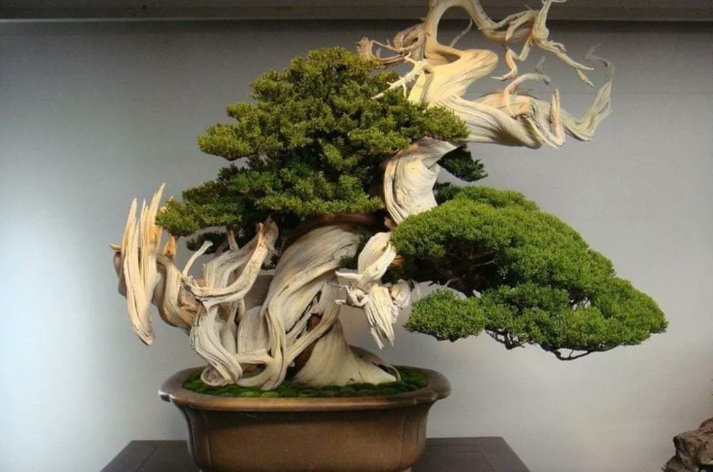 An 800 year old Bonsai tree grown by Master Kunio Kobayashi