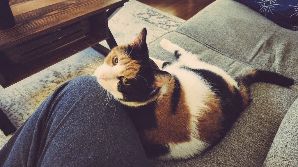 12 years ago, I found a starving kitten in a bush while taking a walk. She was 2.5lb, wet, and covered in fleas. I named her Neko 😁
Today, she's one of my best friends in the world. 😁😄