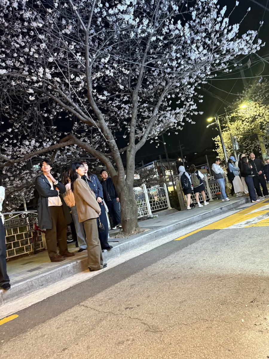 friendalee93's tweet photo. 📍"싱싱소한마리" ซัมกยอบซัลอย่างกับบรรยากาศฟินๆ ใต้ดอกซากุระ
ถ้าใครมีแพลนเที่ยวโซลช่วงฤดูใบไม้ผลิ ห้ามพลาดร้านนี้เด็ดขาด!
 #ปิ้งย่างเกาหลี #รีวิวเกาหลี #หมูย่างเกาหลี #friendalee #korea #koreatravel #wowkorea #ร้านอาหารเกาหลี #อร่อยบอกต่อ #ซากุระเกาหลี #SpringInKorea #spring https://t.co/6MO3lOjqY9