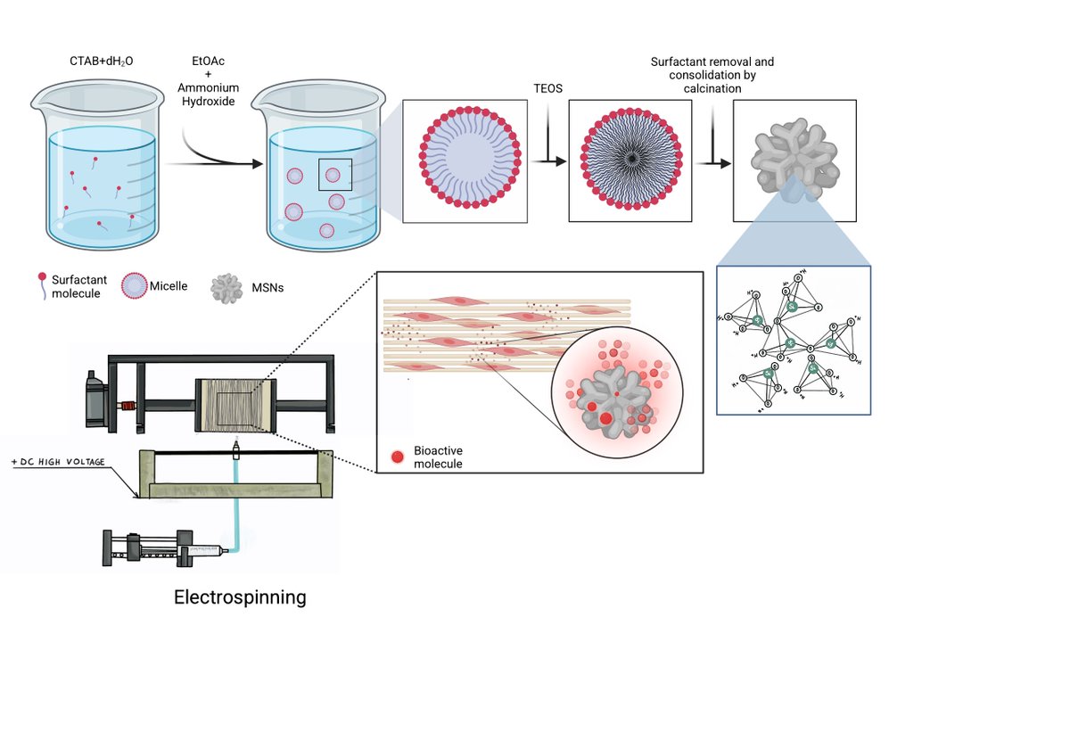 Biomaterials_Erlangen (@boccaccini_lab) on Twitter photo Congrats. Vera👏 <a href="/citro_vera/">Vera Citro</a> on a top paper in Adv. Mater. Technol. <a href="/AdvPortfolio/">Advanced Portfolio News</a> ➡️GF-loaded silica particles-electrospun PCL fibres for tendon repair. Great collaboraton with <a href="/nrforsyth/">Nick Forsyth</a> and colleagues <a href="/KeeleUniversity/">Keele University 🐿️</a> and <a href="/P4Fit/">P4_FIT</a> 🇪🇺 <a href="/MSCActions/">Marie Skłodowska-Curie Actions</a> network➡️
advanced.onlinelibrary.wiley.com/share/KNH2R9VS… Congrats. Vera👏 <a href="/citro_vera/">Vera Citro</a> on a top paper in Adv. Mater. Technol. <a href="/AdvPortfolio/">Advanced Portfolio News</a> ➡️GF-loaded silica particles-electrospun PCL fibres for tendon repair. Great collaboraton with <a href="/nrforsyth/">Nick Forsyth</a> and colleagues <a href="/KeeleUniversity/">Keele University 🐿️</a> and <a href="/P4Fit/">P4_FIT</a> 🇪🇺 <a href="/MSCActions/">Marie Skłodowska-Curie Actions</a> network➡️
advanced.onlinelibrary.wiley.com/share/KNH2R9VS…
