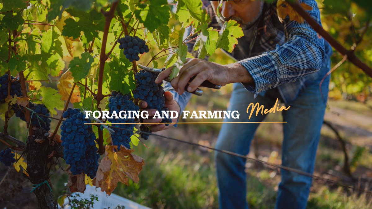 ForagingFarming's tweet image. 11 Products Hydroponic Farmers Grow To Boost Profits!  #hydroponics #bab... youtu.be/mGT3hjB3gEQ?si… via @YouTube