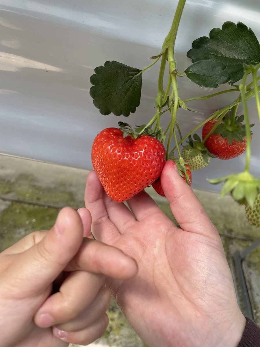 いちご🍓と息子のきゅん🫰🏻