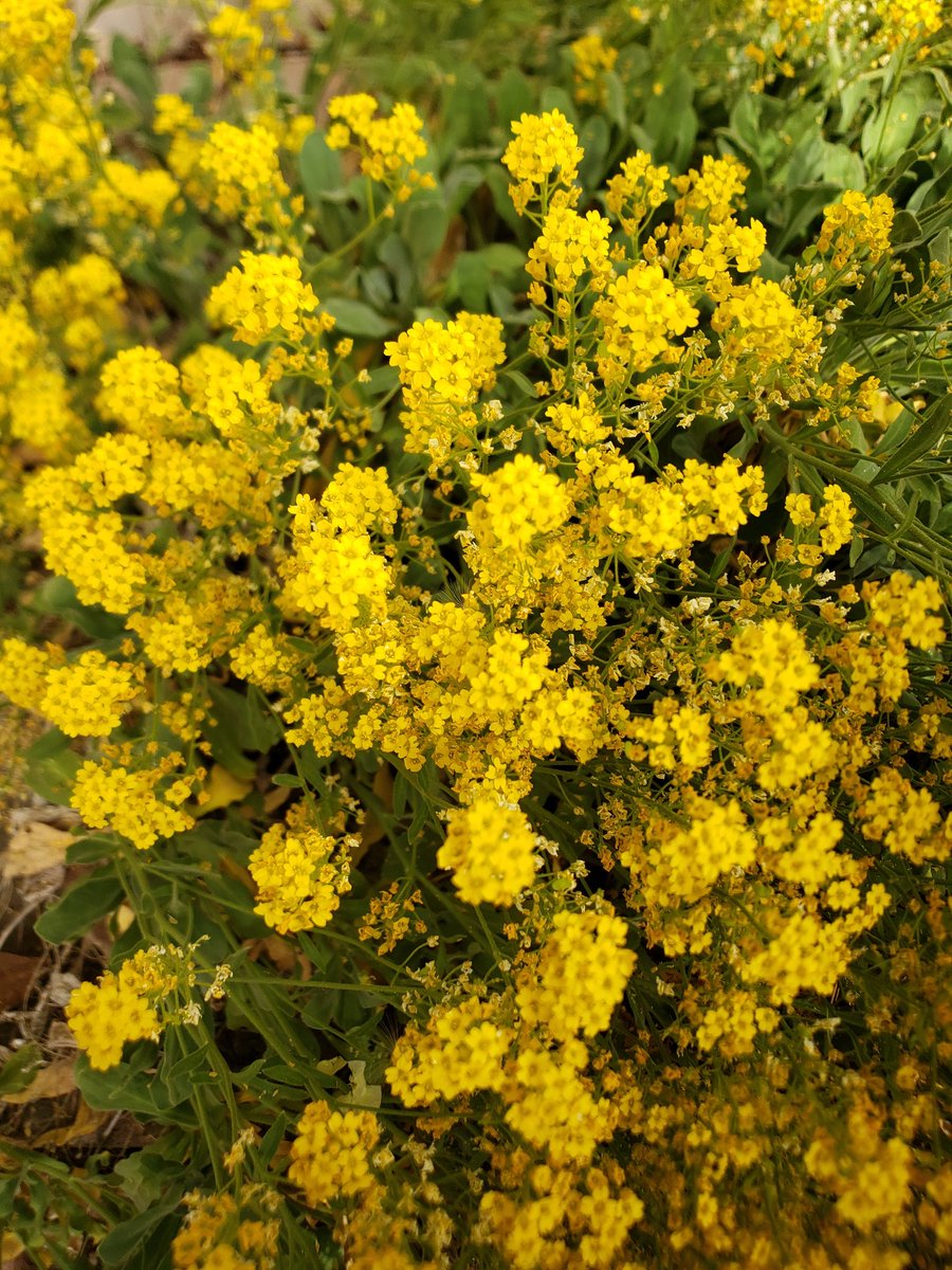 Shaindel Beers 🍻 tweet media