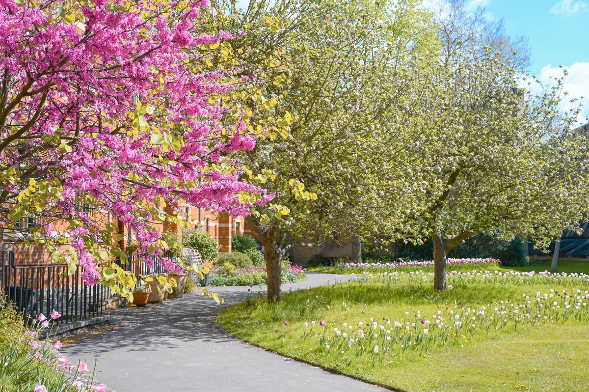 Today marks the start of the final term in the academic year—Trinity Term—and spring has come out in full force in Hayward Quad to welcome our students back 🌼