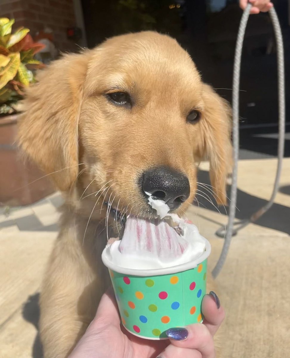 Pup cups for your favorite running buddy available at Dolce! 🦴🍦

#dolce #dolcestarkville #starkvillems #cottondistrictstarkville #pupcups #walkinginstarkville #runninginstarkville #dogfriendly