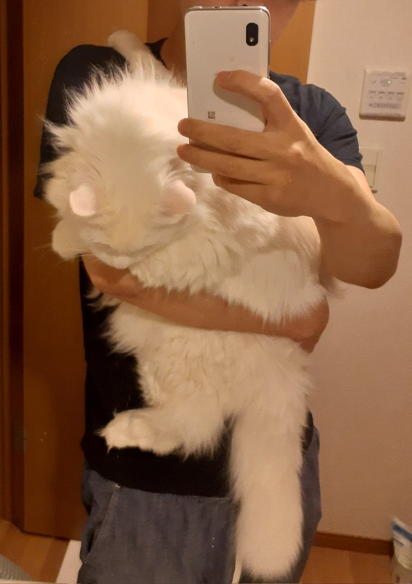 Ashirooo's tweet photo. 約1年で15キロのダイエットに成功！
てか、この存在感よw
#ねこのいる幸せ https://t.co/3D9OdecsEU