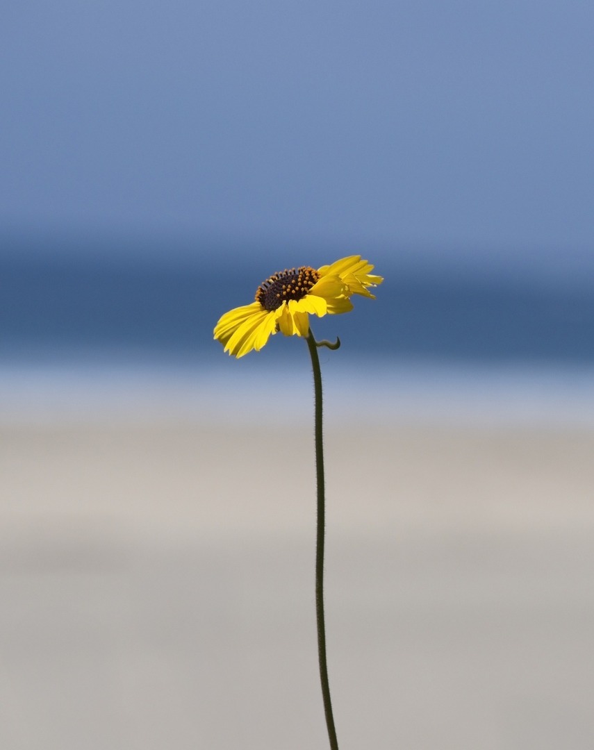 AdpCall's tweet image. Rise and shine in Southern California 
.
.
#podium #vero #pictas #raw #pixeo #raw_allnature #Raw_wildlife #raw_depthoffield #raw_country #Naturegang #flower #rojo #Panama #Freshness #Plant #StillLife #red #CloseUp #MacroPhotography #Petal #Green #Nature #Outdoors #Leaf #FocusOn…