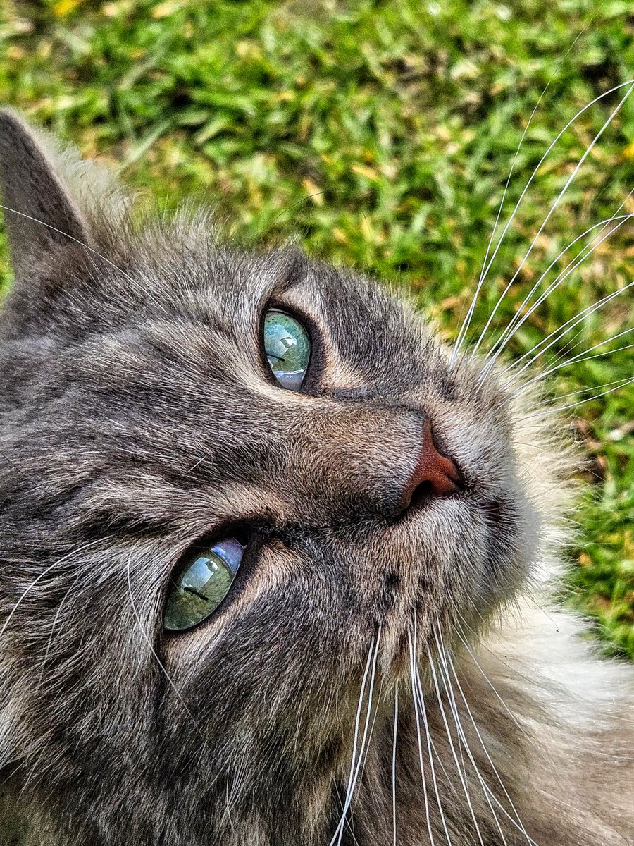 mauvemadness10's tweet photo. #AlphabetChallenge #WeekQforQs
Quit flattering me and give me more Dreamies!
New neighbour! https://t.co/1R9kxvXM90