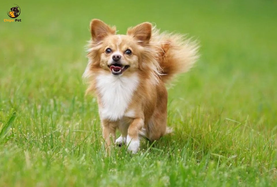 chipopetcom's tweet photo. Think you know the Chihuahua? Think again! Discover the real history, personality traits, health tips, and essential care advice for this spirited, loyal little companion. #chippopet #chipo #pet #dog #Chihuahua

Read more: https://t.co/VhAmPW74Bf https://t.co/H5wTowMd3l