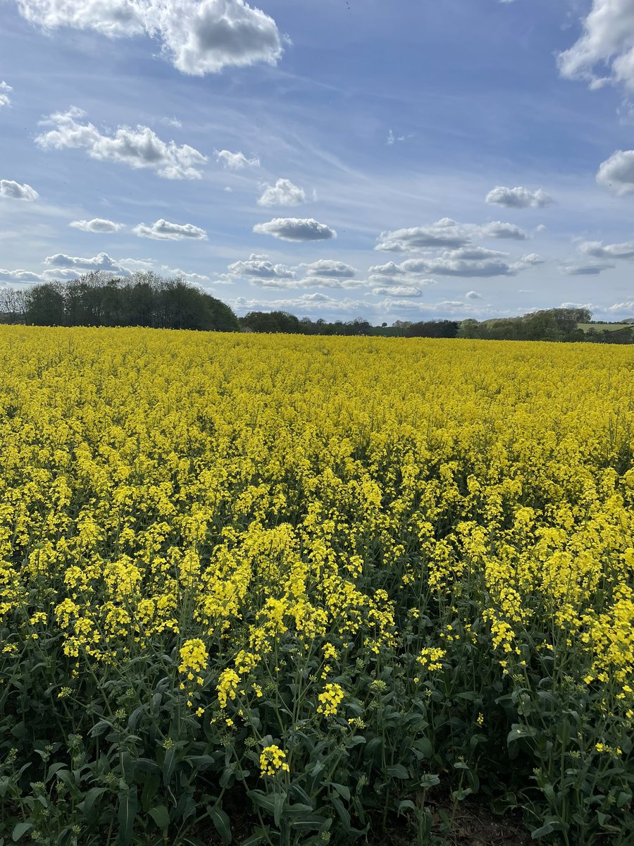 SimonHodgsonLCC's tweet photo. #Yorkshire #Leeds #Thorner a beautiful #SundayStroll💜 https://t.co/uSspfUKgeK