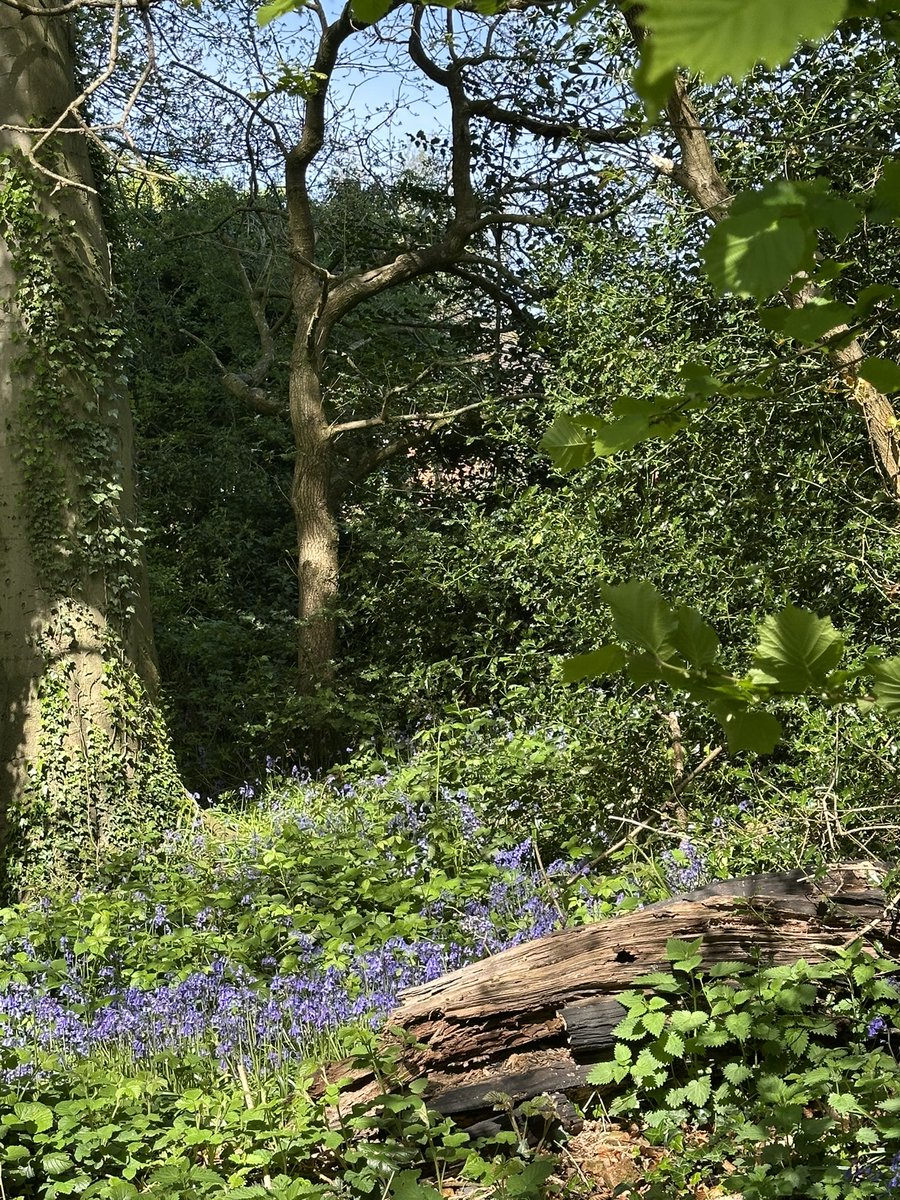 Essie Li (@essieli2020) on Twitter photo Visiting #MoseleyBog for the first time. What a magical place!
Thank you <a href="/WTBBC/">Birmingham & Black Country Wildlife Trust</a> looking after it ❤️🙏 Visiting #MoseleyBog for the first time. What a magical place!
Thank you <a href="/WTBBC/">Birmingham & Black Country Wildlife Trust</a> looking after it ❤️🙏