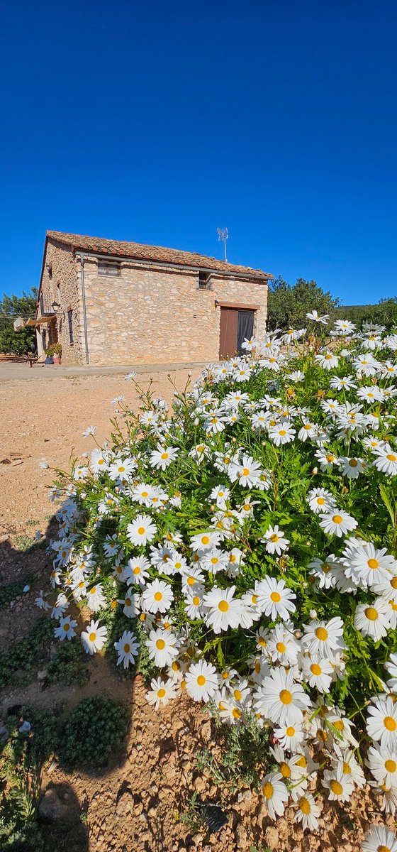 Consejero Viajero tweet media