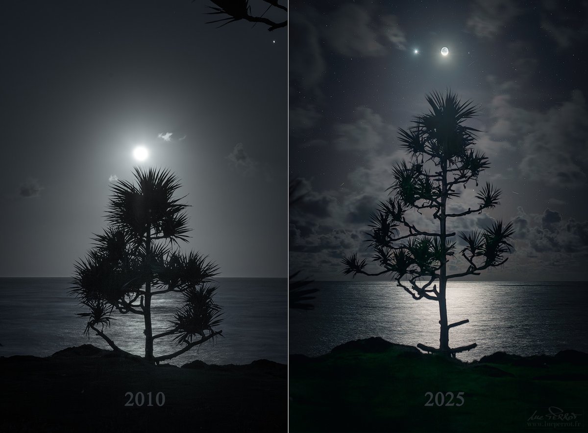 Il a bien grandi en 15 ans le petit vacoa. 
Je suis parti à sa recherche dans la nuit et je l'ai retrouvé sans aucun problème. Je ne savais vraiment pas si j’allais le retrouver et dans quel état... Et bien, petit vacoa a résisté aux puissants cyclones de ces dernières années.