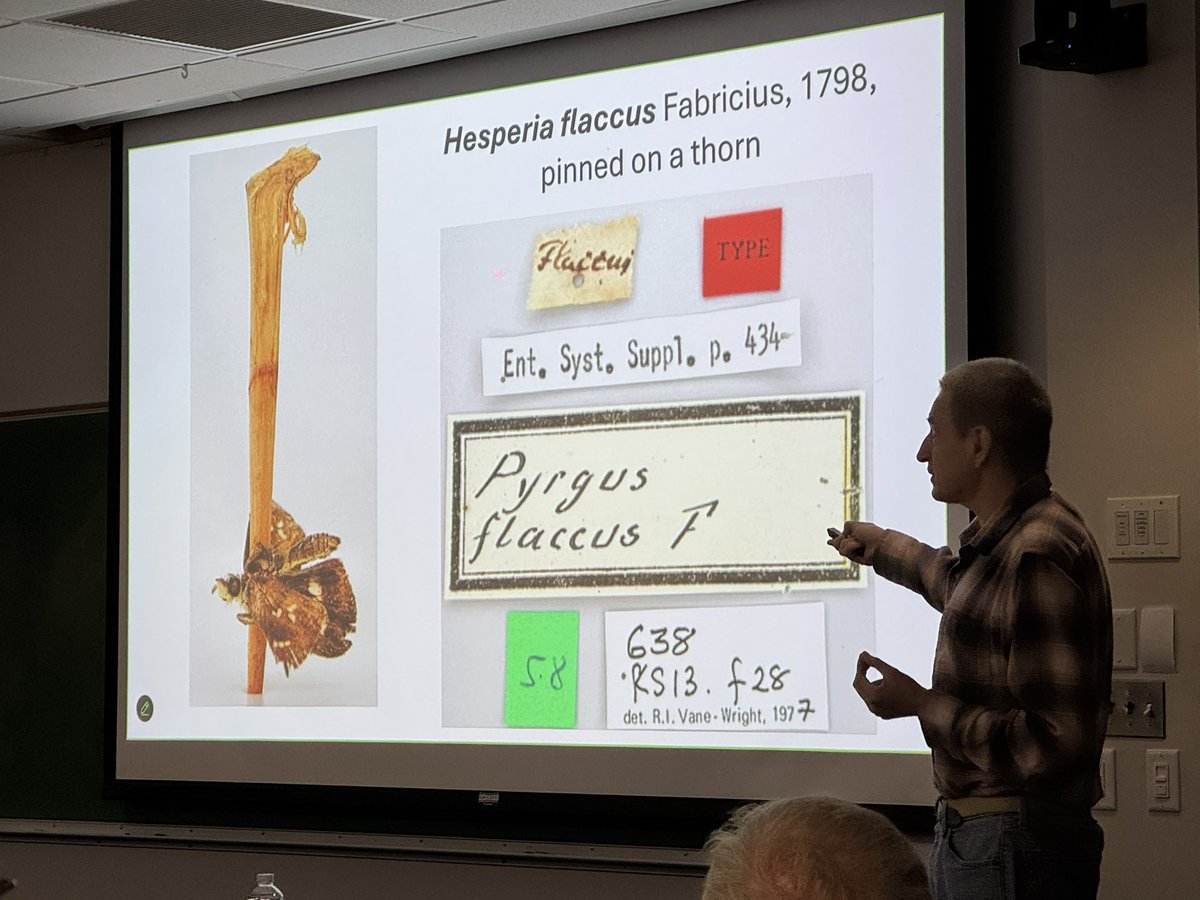 Dr_Akito's tweet image. Dr Nick Grishin presenting on skipper butterflies, showing a type specimen from the 1700s that was pinned with a thorn!!! @UF @FloridaMuseum @UFEntNem #McGuireCtr
