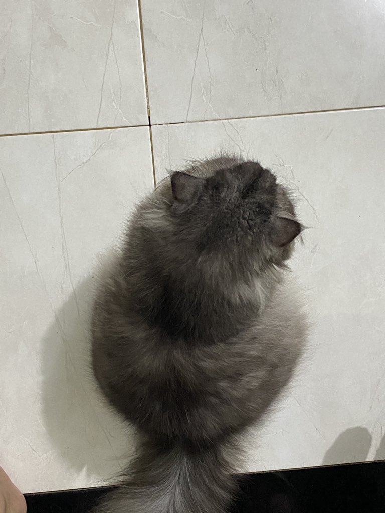 bumikucing's tweet photo. Ciluuuukk, baa https://t.co/ope07Scmng