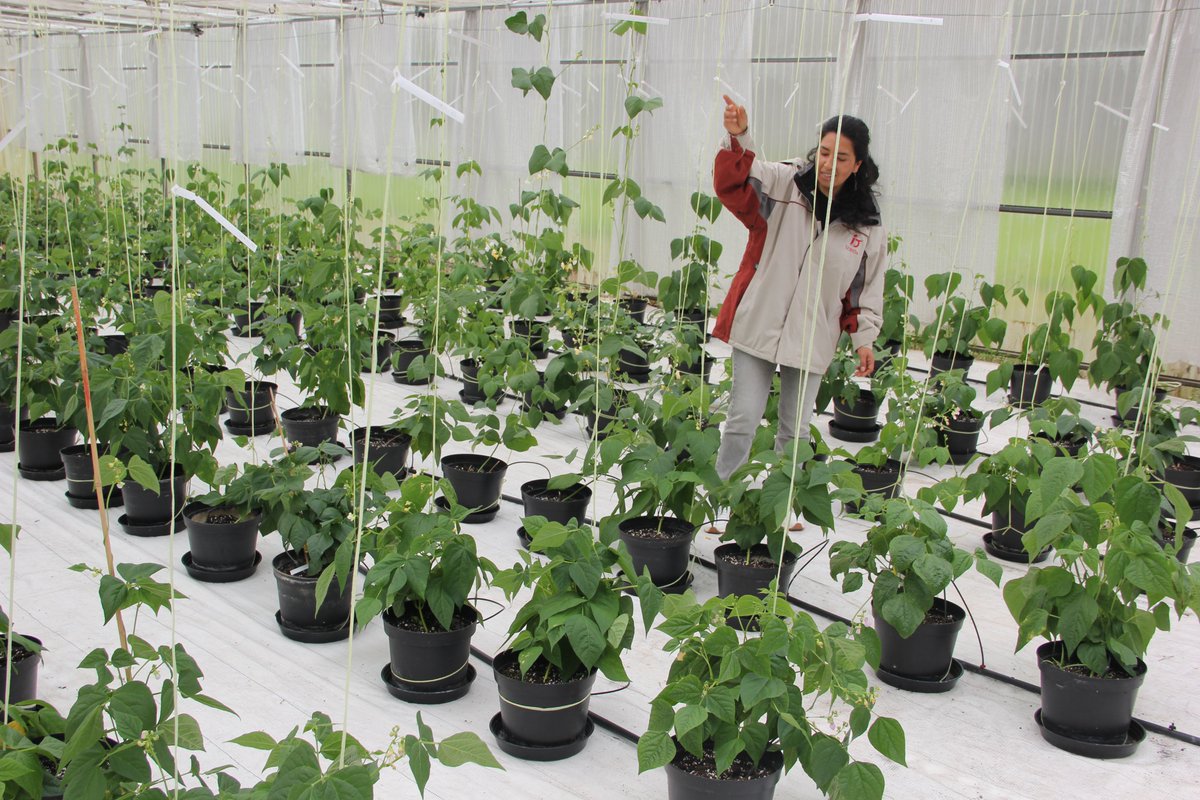 Biology students from #uniovi visited #SeridaAst last week
#SeridaGV showed the aims of the #legumegeneration project, the pea field trial, and the plants derived from interspecific crosses in the greenhouse #legumebreeding
#Diversity
