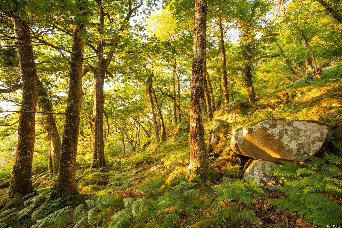 Think rainforests are only tropical? Think again! 🌿🌧️

Discover the UK’s hidden temperate rainforests—from Dartmoor to the Highlands. Lush, green, and full of life. Explore, protect, and be part of the 100-year journey to restore them. 🌱

👉 wildlifetrusts.org/where-see-year…