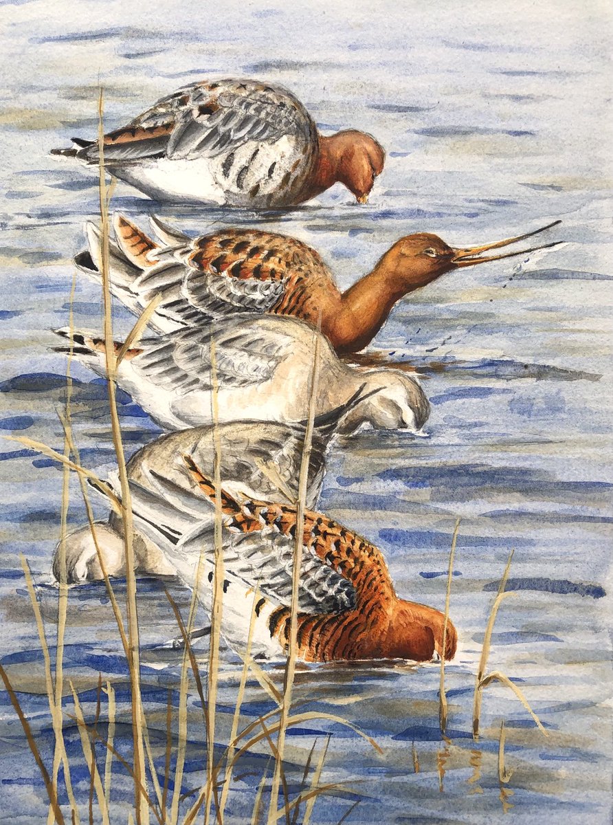 Gary Wright (@garywright62) on Twitter photo Made a conscious effort to complete some old paintings that have lived under the bed for years. These godwits <a href="/NWTCleyCentre/">NWT Cley Marshes</a> from 2009! Made a conscious effort to complete some old paintings that have lived under the bed for years. These godwits <a href="/NWTCleyCentre/">NWT Cley Marshes</a> from 2009!