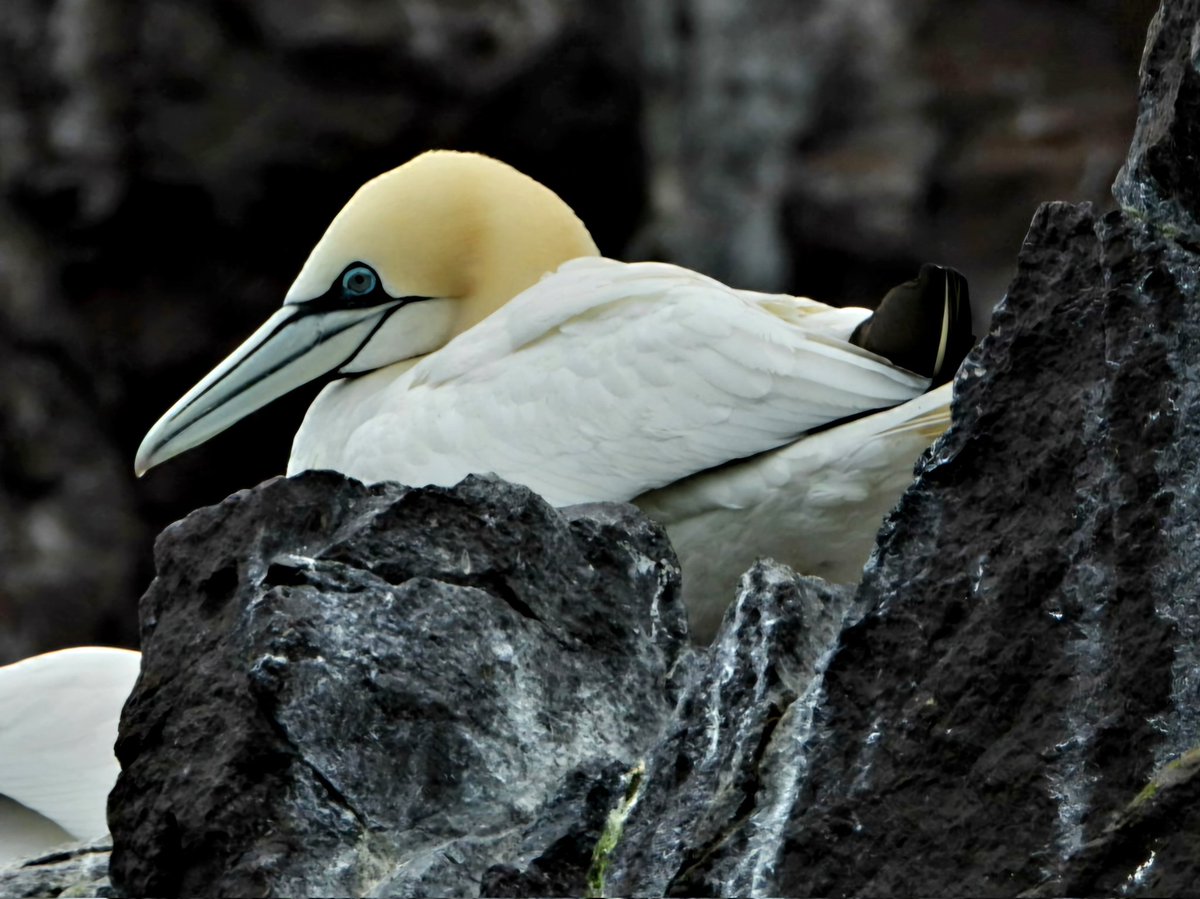 Eén van de ruim 150.000 Jan van Genten die huizen op Bass rock. Een hoge rots voor de kust van Schotland met de grootste Genten kolonie ter wereld.  #janvangent #Bassrock