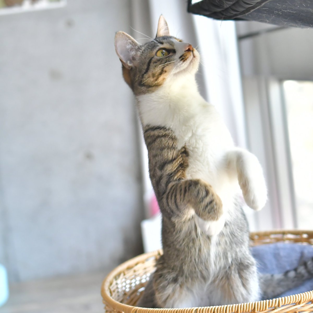 kanyapy's tweet photo. #駒猫 のカイリュウくん。 
しぐさもお顔も可愛すぎ😆
端正なお顔立ちのキジ白さんなんだけど、お鼻のわきのアシンメトリーな模様と、上着を片手だけ通してくずして着てる感じがイイ
 
#里親募集中  #保護猫 https://t.co/Ne1xorzybw