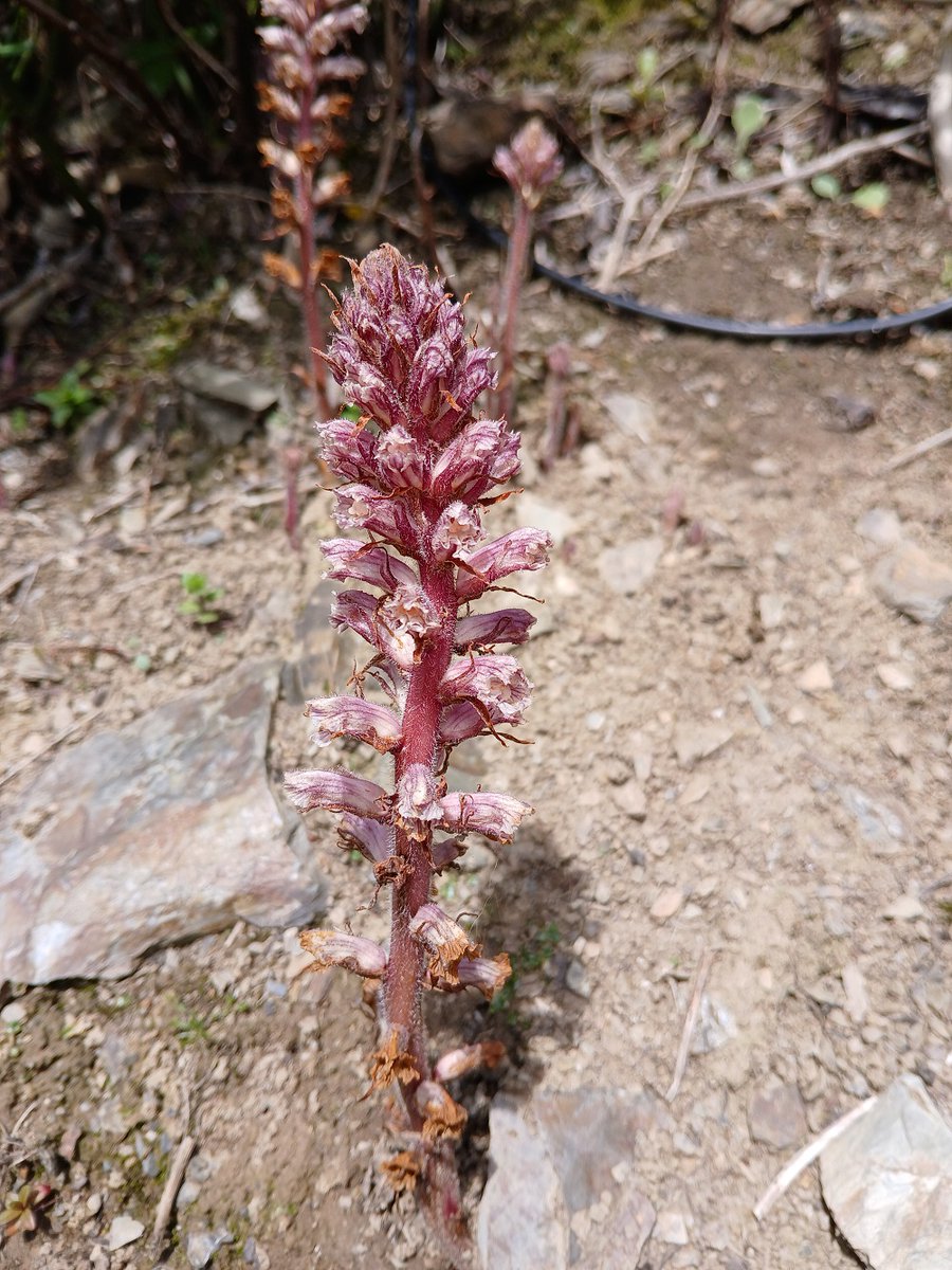 Paul Green (@wexfordbotany1) on Twitter photo Common Broomrape Orobanche minor var heliophila as its host plant is Brachyglottis x jubar. Wellingtonbridge, Wexford @bsbi_ireland <a href="/BSBIbotany/">BSBI: Botanical Society of Britain & Ireland</a> Common Broomrape Orobanche minor var heliophila as its host plant is Brachyglottis x jubar. Wellingtonbridge, Wexford @bsbi_ireland <a href="/BSBIbotany/">BSBI: Botanical Society of Britain & Ireland</a>