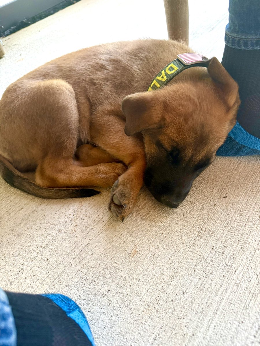 AnthonyCumia's tweet photo. Curled up in front of my chair.
Already my pal. https://t.co/LCrLccw8d5
