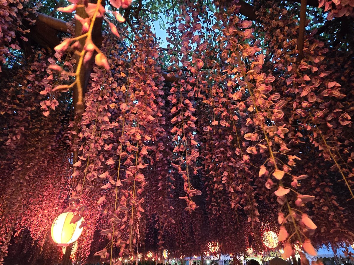516Megane's tweet photo. 福岡県柳川市の中山大藤まつりに行ってきました。
初めて藤の花を見ましたが、めっちゃ綺麗でした。

#中山の大藤
#藤の花
#福岡県柳川市 https://t.co/6B8txPh4Yr