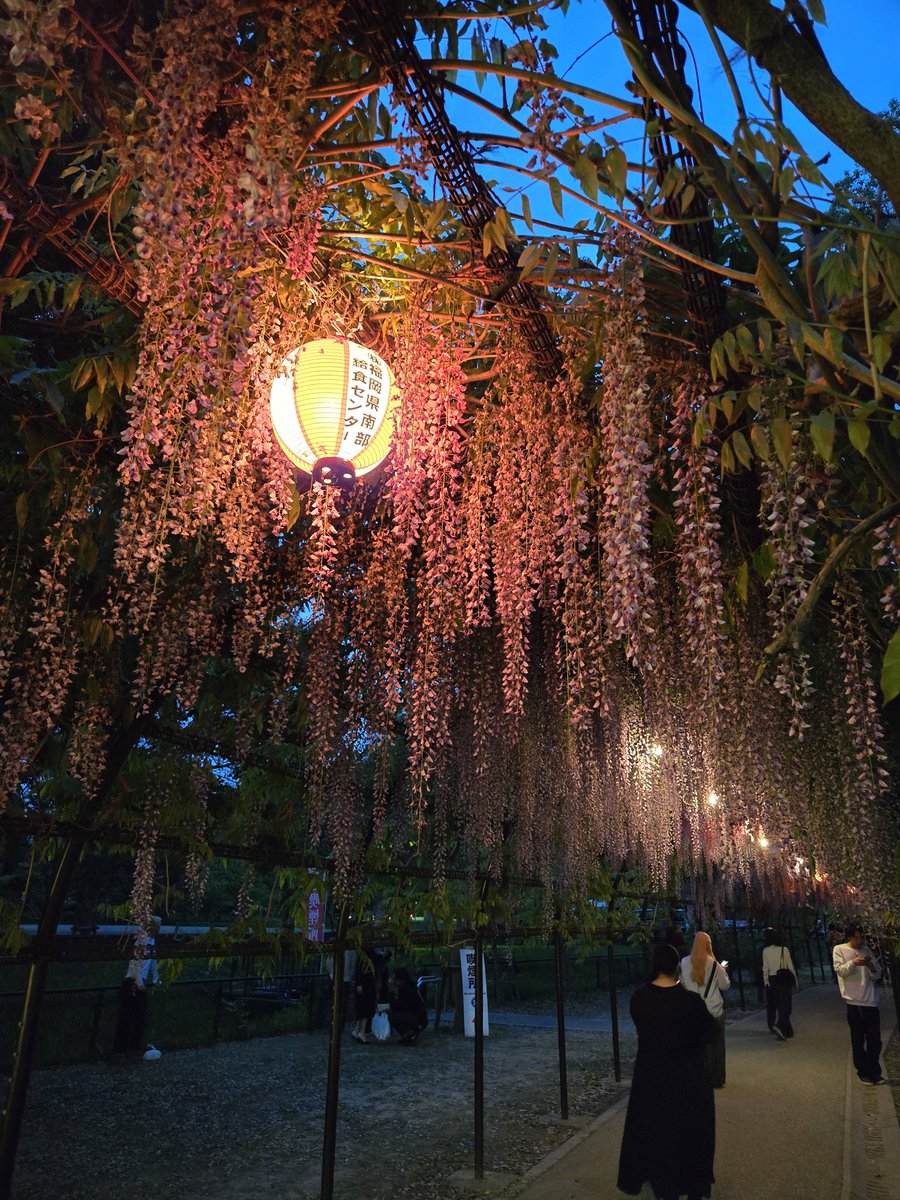 516Megane's tweet photo. 福岡県柳川市の中山大藤まつりに行ってきました。
初めて藤の花を見ましたが、めっちゃ綺麗でした。

#中山の大藤
#藤の花
#福岡県柳川市 https://t.co/6B8txPh4Yr