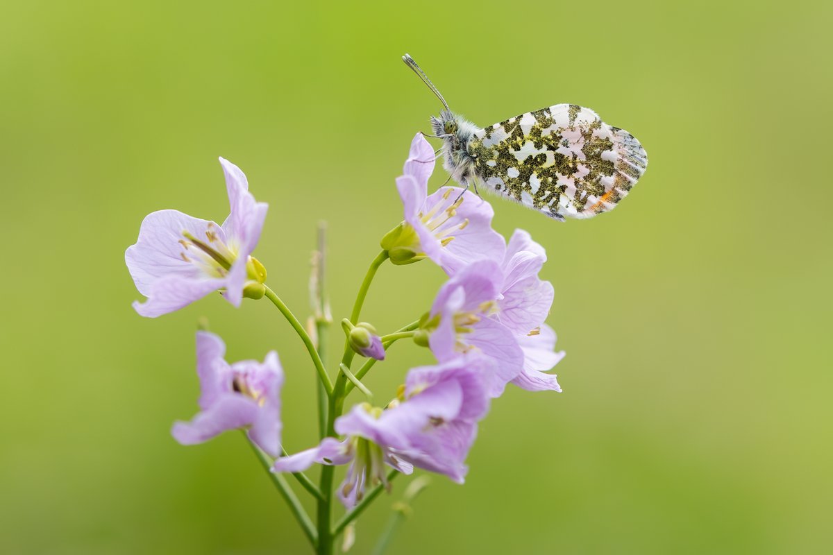 dave_b_james's tweet image. An Orange-tip roosting on a Cuckoo Flower in Hazelborough Wood.