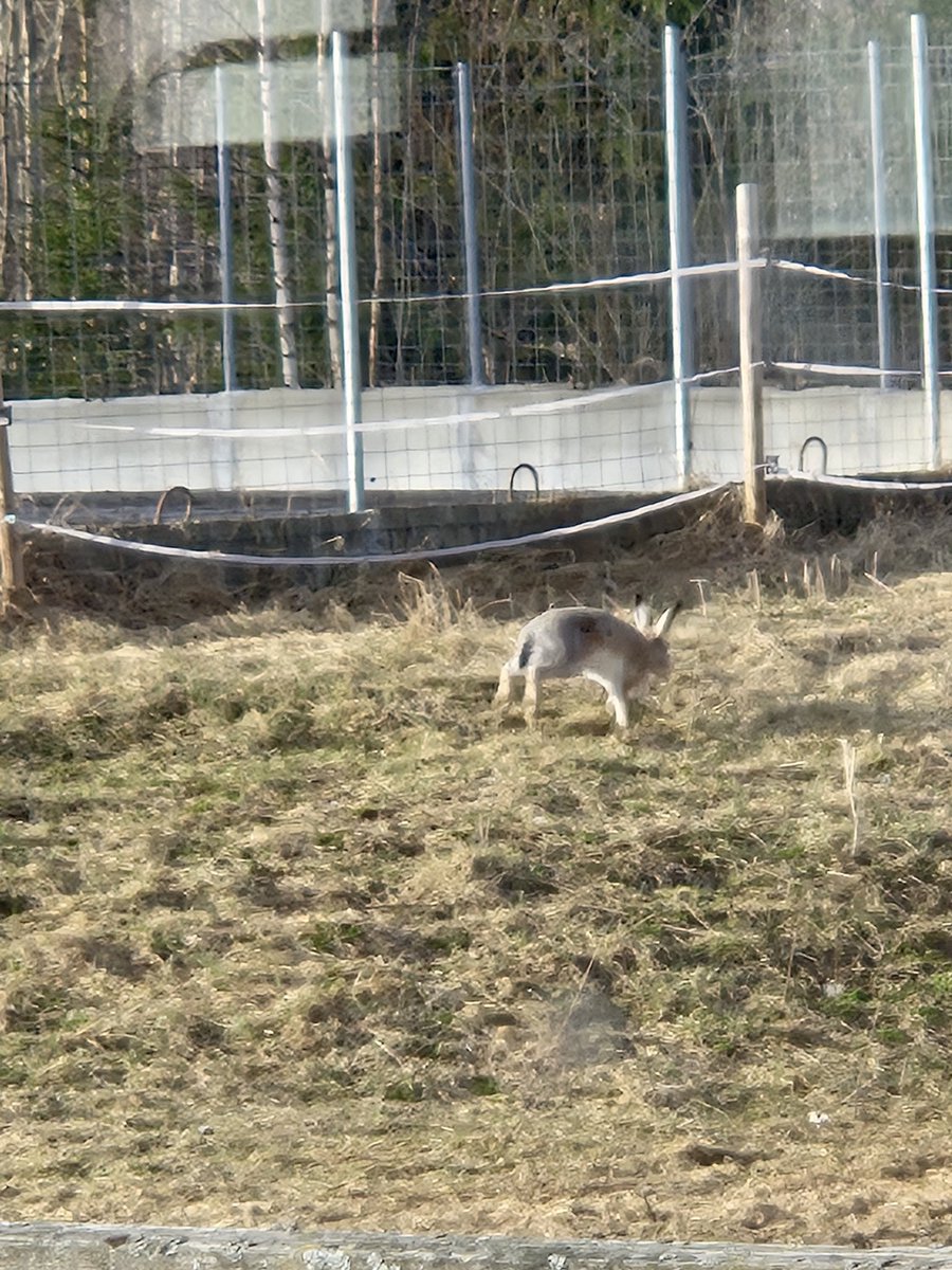 Se tuli västäräkki meille tänään ja jänispaistiakin olis ollut tyrkyllä. Navetanikkunan läpi piti kuvata,kun muuten ei olisi onnistunut.