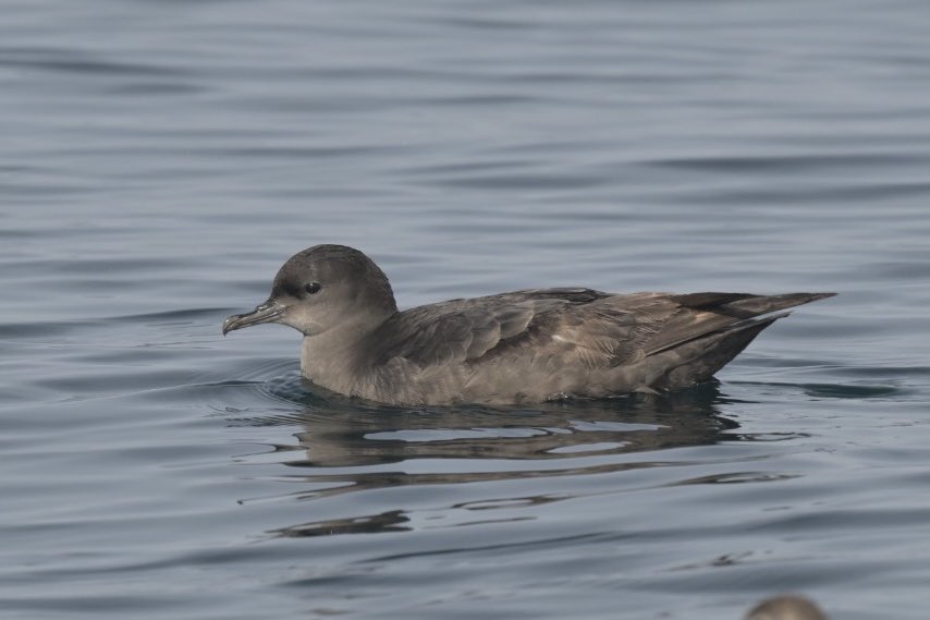 We had TWO short-tailed shearwaters off Dibba yesterday 1st for UAE if accepted