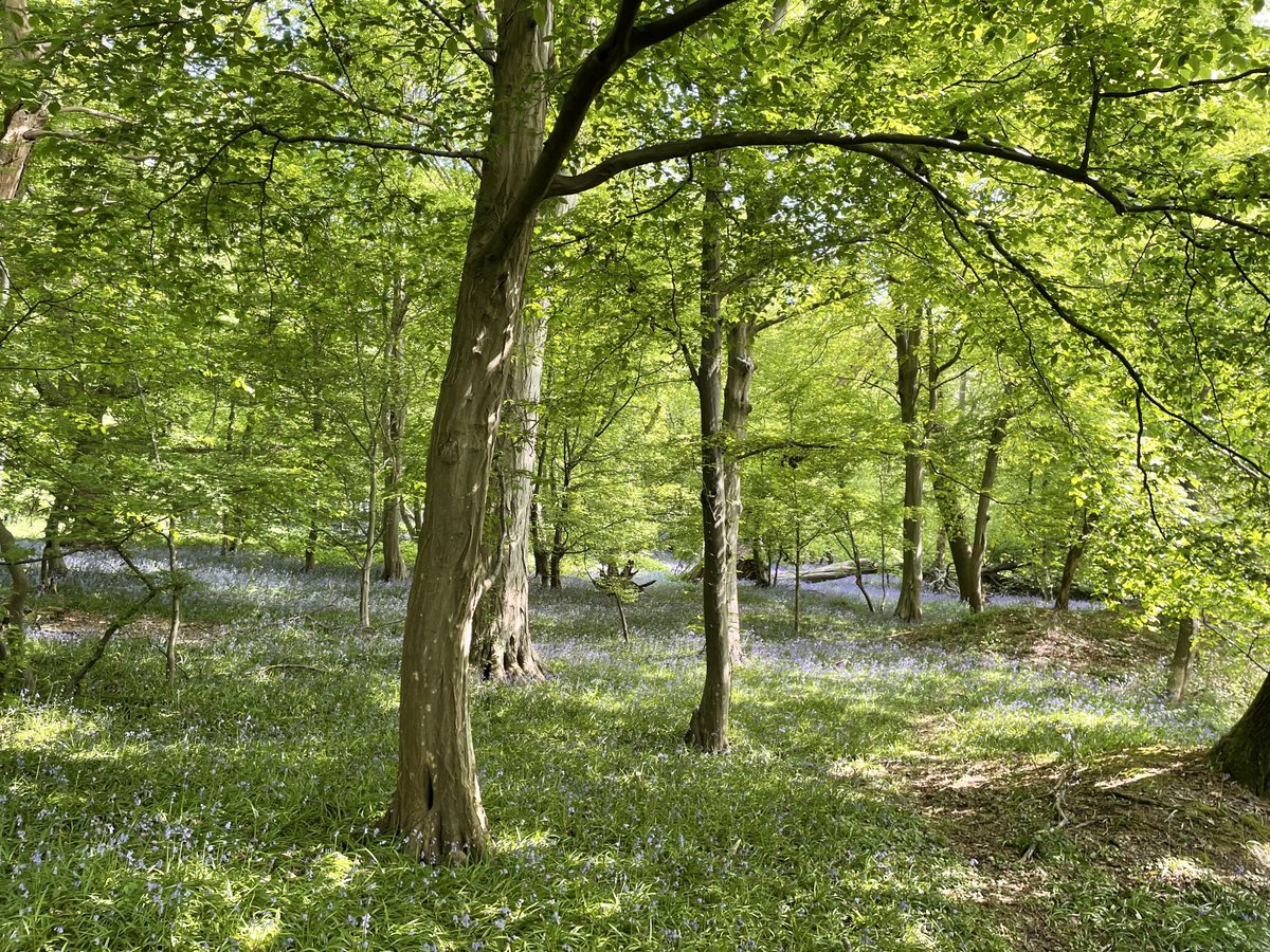 Bluebells blooming in Much Hadham