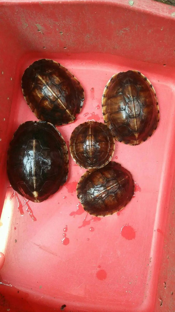 Recent selled  orange ambon in Sulawesi