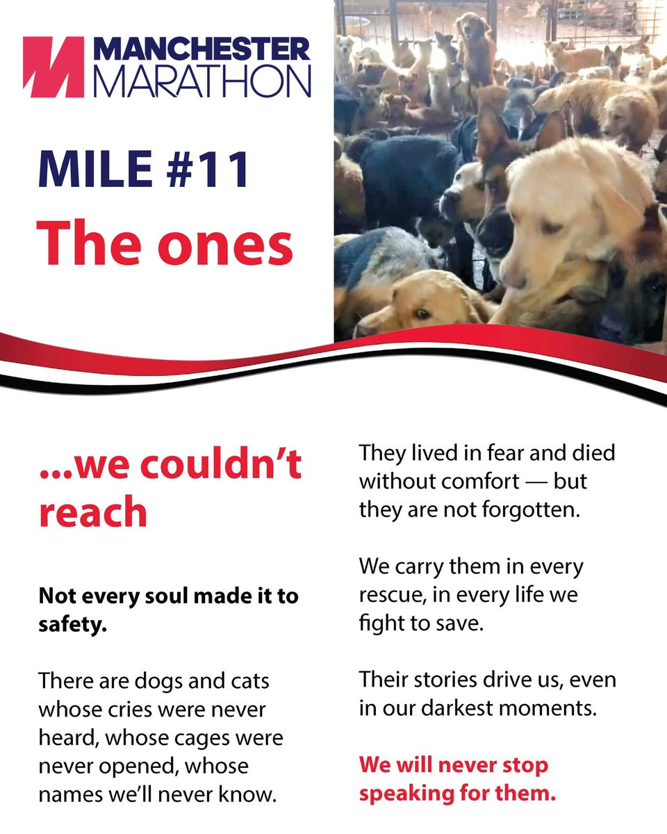 #nevergiveup #notodogmeat