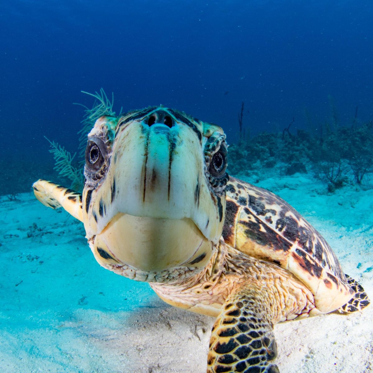 seasave's tweet photo. We Don’t Just Dive Deep—We Dive With Purpose.
At @Divetech in Grand Cayman, technical precision meets environmental passion.
Bid now. Protect the future.
https://t.co/rc0CwntNPe
#DiveForChange #DiveTechCayman #SeaSaveAuction #DeepDivingWithPurpose #CaymanReefs #OceanProtection https://t.co/Xd0InKlRoe