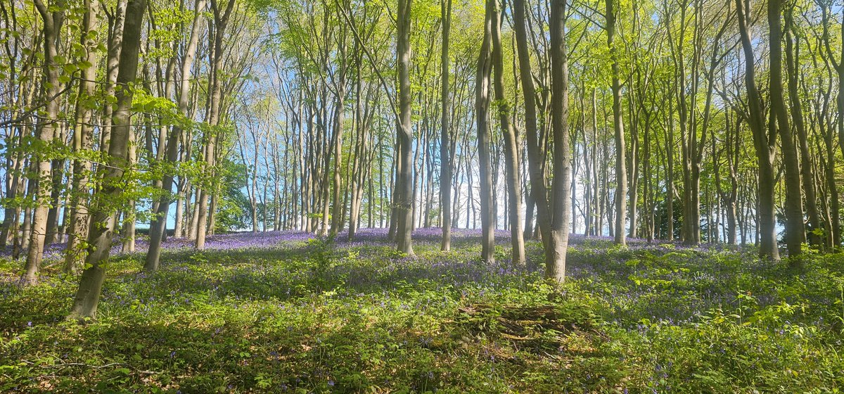 #bluebells at #Rutlandwater