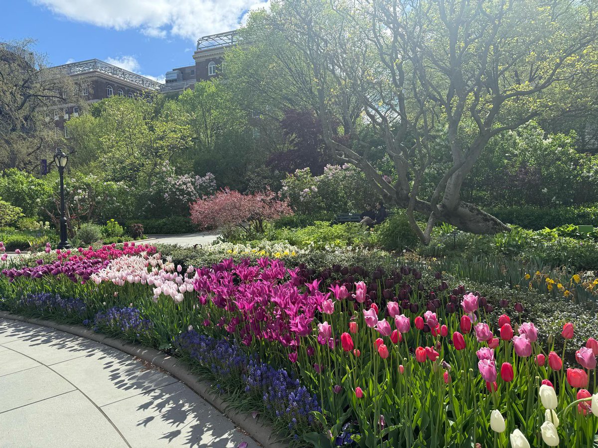 AnnaMKahn's tweet image. Ever wonder where the city breathes? Spring shifts everything.
Central Park Conservatory reminds me that growth and beauty are always in motion — even in the middle of the city.
#centralpark #conservatorygarden #springinnyc #citynature #urbanoasis #newyorkmoments #nature