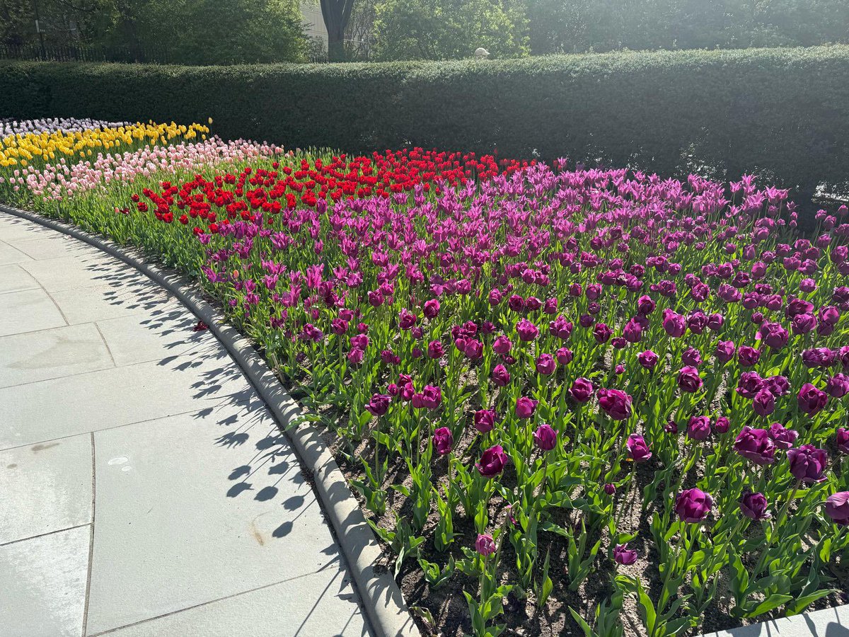 AnnaMKahn's tweet image. Ever wonder where the city breathes? Spring shifts everything.
Central Park Conservatory reminds me that growth and beauty are always in motion — even in the middle of the city.
#centralpark #conservatorygarden #springinnyc #citynature #urbanoasis #newyorkmoments #nature