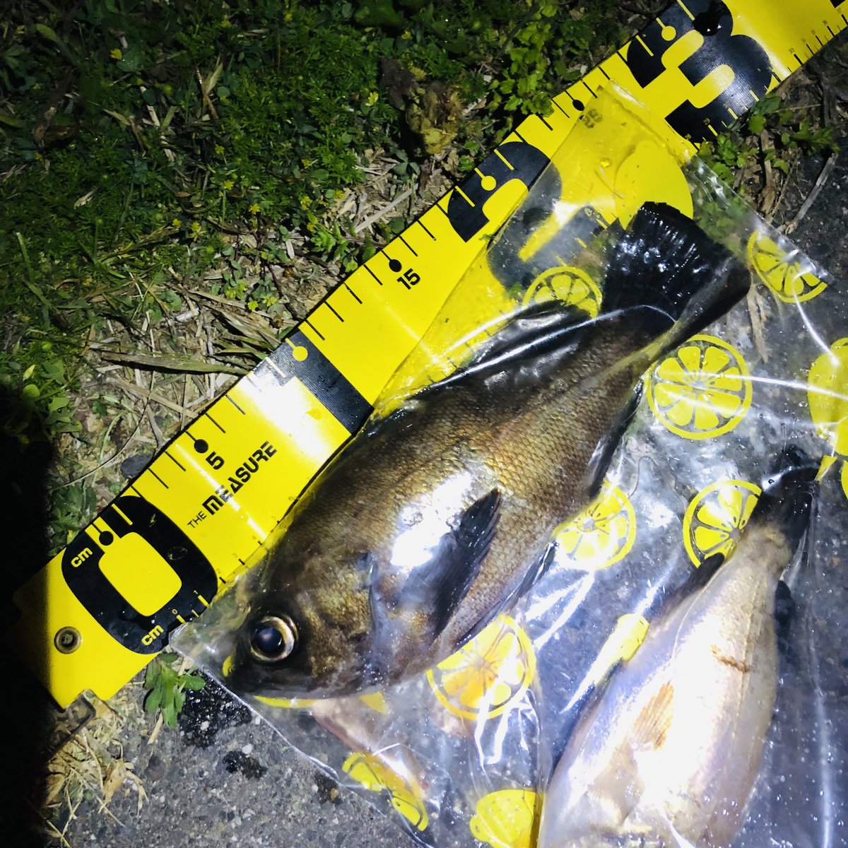 ごっぱち［58works］ tweet media