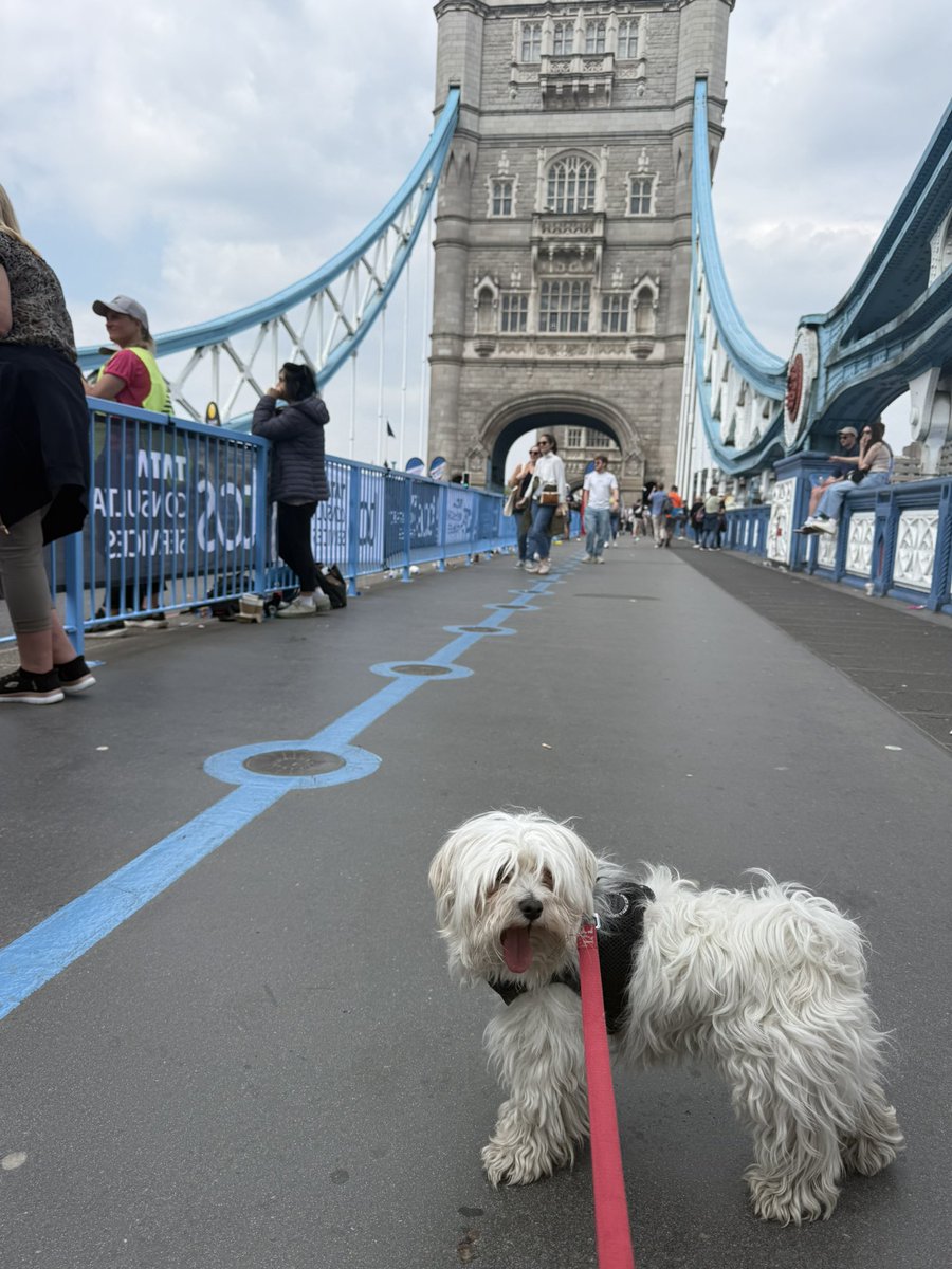 Happy birthday #loveypuppy 🐶

Today is #lovey’s birthday 

We celebrated by cheering the marathon runners &amp; having loads of cuddles &amp; treats 

#londonmarathon2025