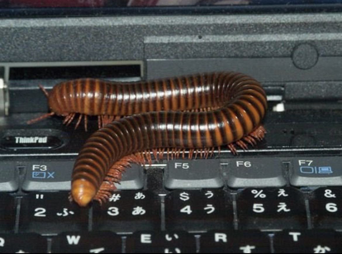 druinsected's tweet image. Yes sir, we discovered why everything runs so slow. Your computer has a bug.