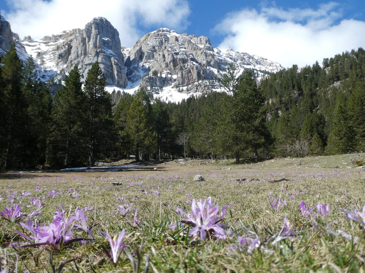 PREVISIÓ 🌦️🌤️🌦️ Inici de setmana amb sol de matins i ruixats de tarda! Temps primaveral! 

El pont de 1 de maig sembla que serà força estable i sobretot, càlid! 🔥 

🎧 Tots els detalls al complet i àudio 👉 meteopirineuscatalans.com/previsio/