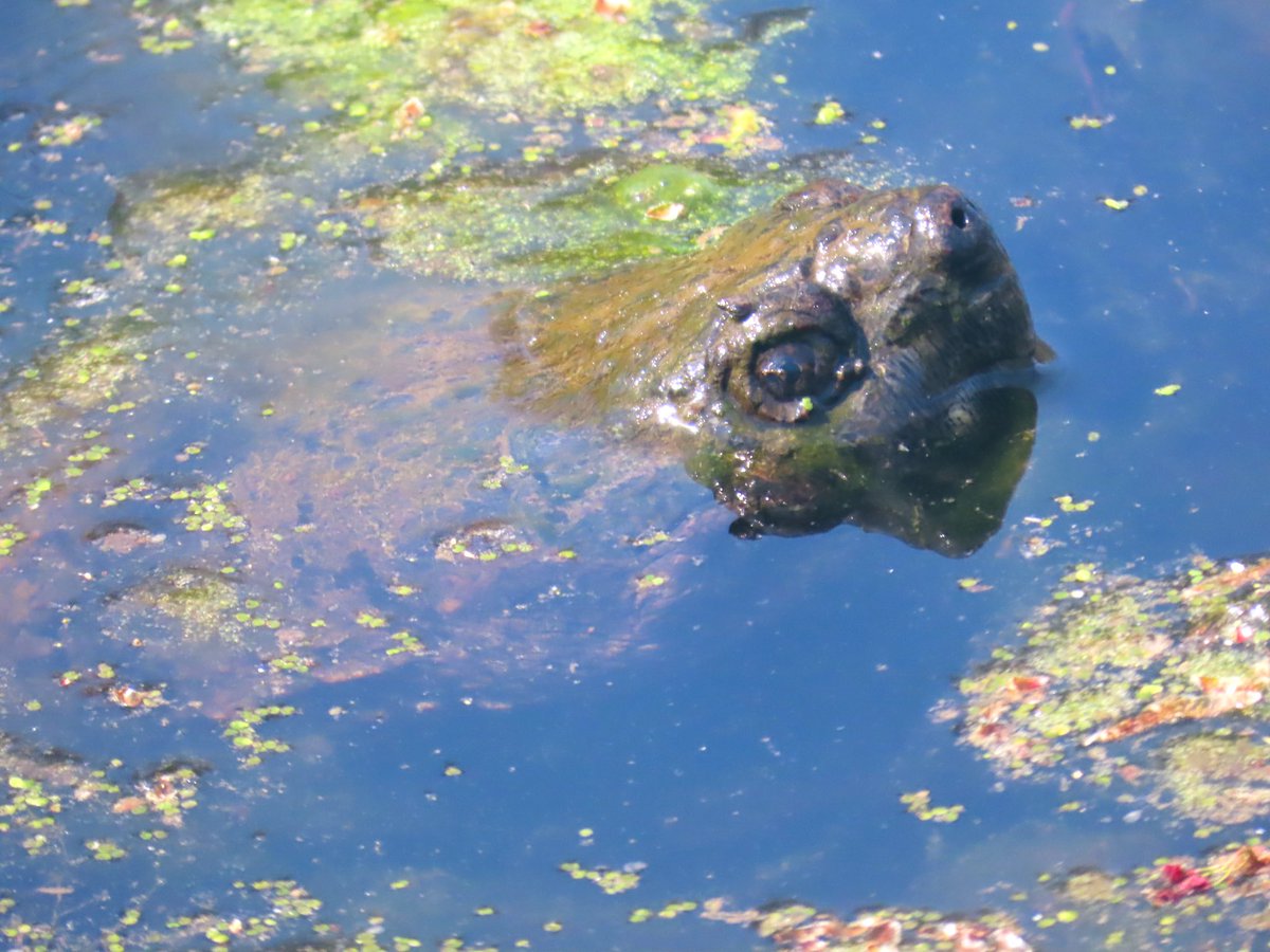 birdbud88's tweet photo. Huge snapping turtle 😃#NaturePhotography #TwitterNatureCommunity #TwitterNaturePhotography #nature #WildlifePhotography #snappingturtles https://t.co/k6GFkg1Vwm