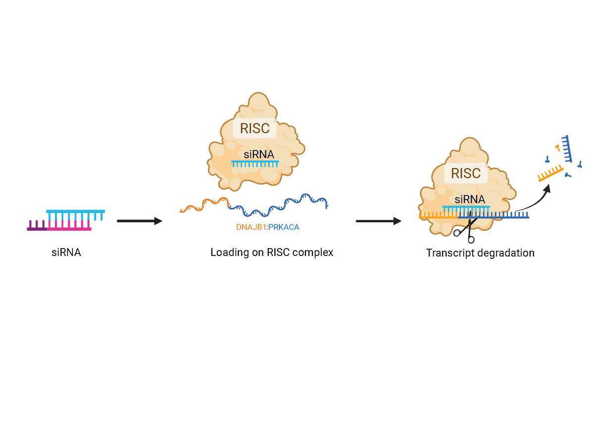 SanfordMSimon's tweet photo. We could eliminate the cancer-causing fusion protein without affecting normal proteins and kill patient-derived tumors in mice. To reduce mutational escape, we added an antisense molecule (siRNA) to block production of the mutated protein (5/9). https://t.co/Zod2mOMNzj