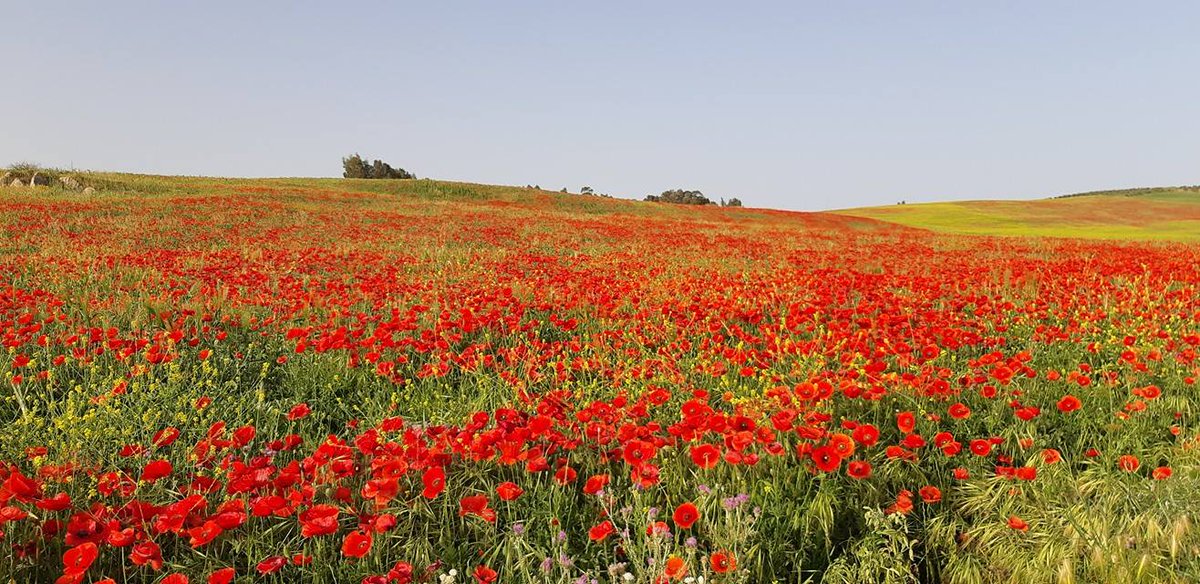 Afrikya Tunisia (@afrikyatn) on Twitter photo Amid the verdant expanse blossoms a bright, heartwarming tapestry of poppies relished and grabbed through the lens of Amel Djait <a href="/1001tunisie/">1001tunisie</a> at the outskirts of #Siliana, northwestern #Tunisia.. Keep blooming! Amid the verdant expanse blossoms a bright, heartwarming tapestry of poppies relished and grabbed through the lens of Amel Djait <a href="/1001tunisie/">1001tunisie</a> at the outskirts of #Siliana, northwestern #Tunisia.. Keep blooming!