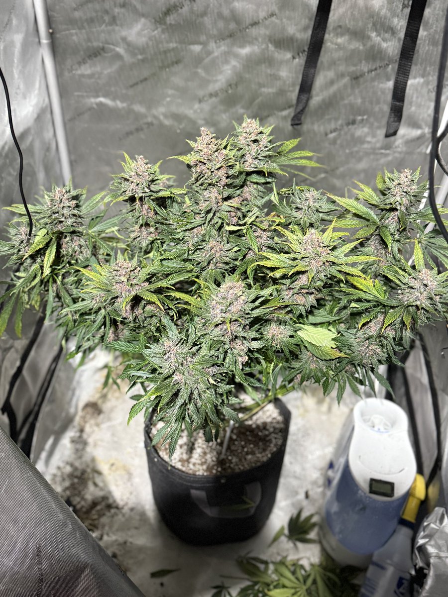 BannerOG88's tweet photo. Finally chopped down 🪓 the banana purple punch today and hung it up to dry. 

The purple in this @Fast_Buds strain is insane as well as the fruity ⛽️ dank smell. 

I am very pleased again with the genetics of this company. 

@AcInfinityInc #CannabisCommunity #Cannabis #medical https://t.co/35bOUJFXQQ