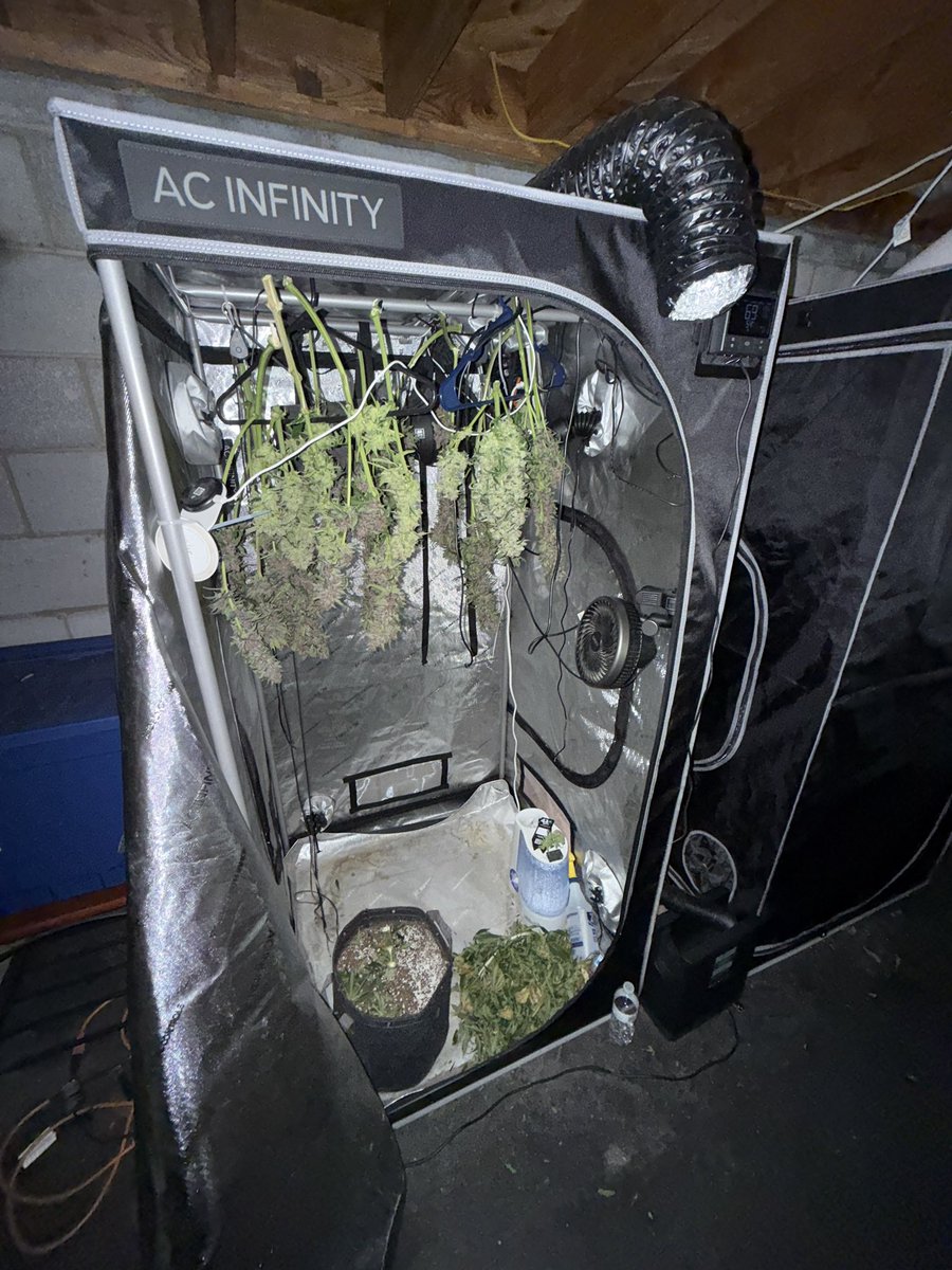 BannerOG88's tweet photo. Finally chopped down 🪓 the banana purple punch today and hung it up to dry. 

The purple in this @Fast_Buds strain is insane as well as the fruity ⛽️ dank smell. 

I am very pleased again with the genetics of this company. 

@AcInfinityInc #CannabisCommunity #Cannabis #medical https://t.co/35bOUJFXQQ