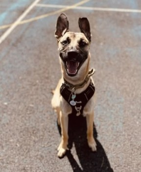millypod1's tweet photo. 🆘25 APR 2025 #Lost COOPER #ScanMe #Tagged
VERY NERVOUS.PLEASE DO NOT CHASE OR CALL HIM .HE IS FAST RUNNING BUT HARMLESS.HE WAS SEEN ON THE #A3
YOUNG Light Brown/Black Cross Breed Male
Queen Elizabeth Country Park #Petersfield #PO8 
#GravelHill #Horndean
https://t.co/9D6w3vJ4Lw https://t.co/uTtSMVE6Vw